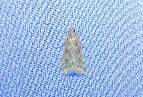 Eudonia pallida